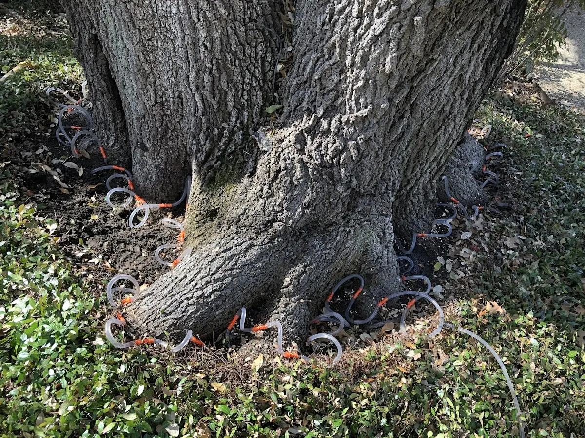 Detailed Tree Cabling and Bracing job site in Pisgah