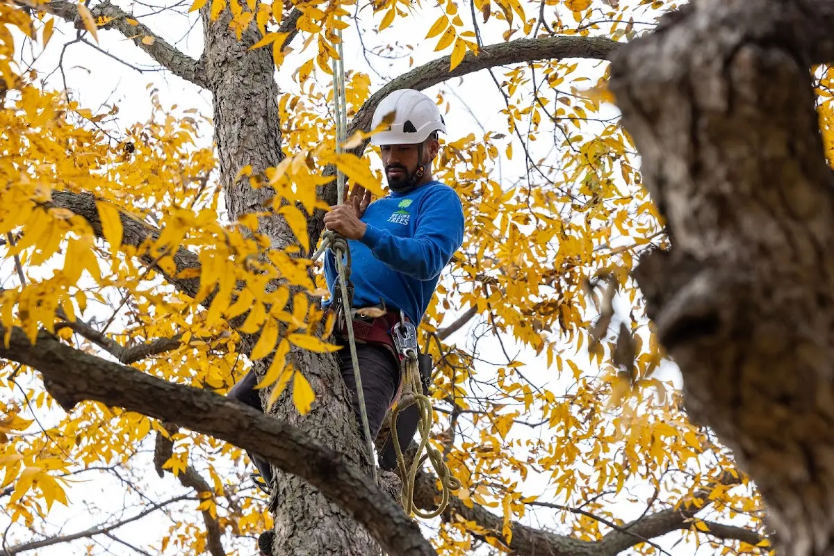 Skilled Tree Pruning crew working in Pisgah
