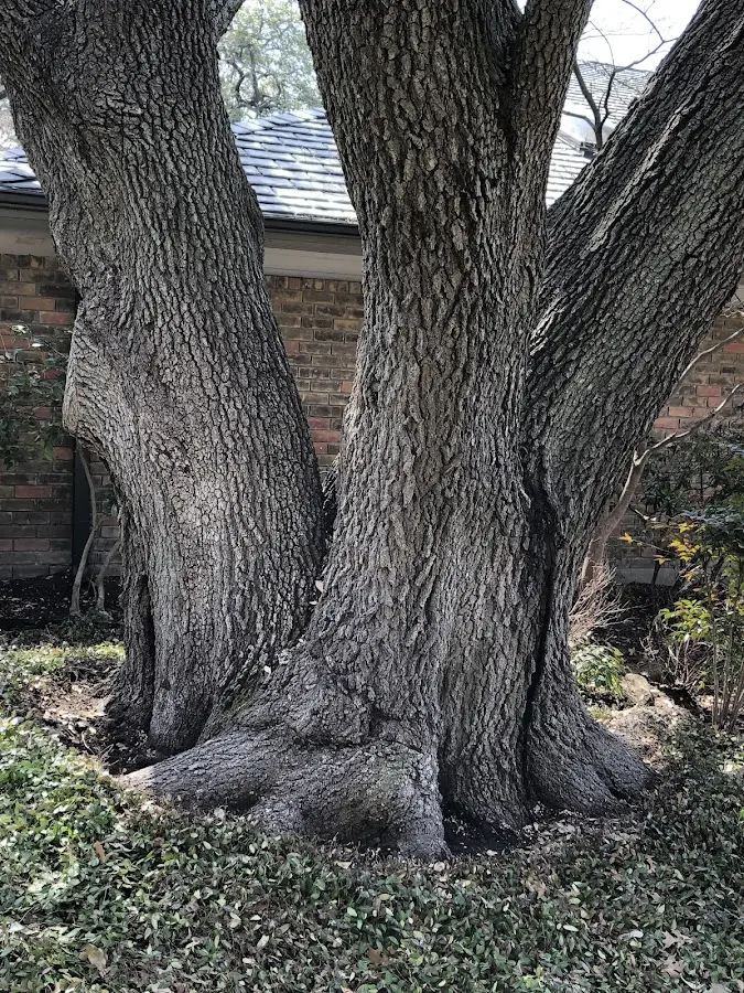 Mature heritage tree close to a Pisgah property cared for by certified arborists